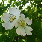 Blüten einer wilden Rose