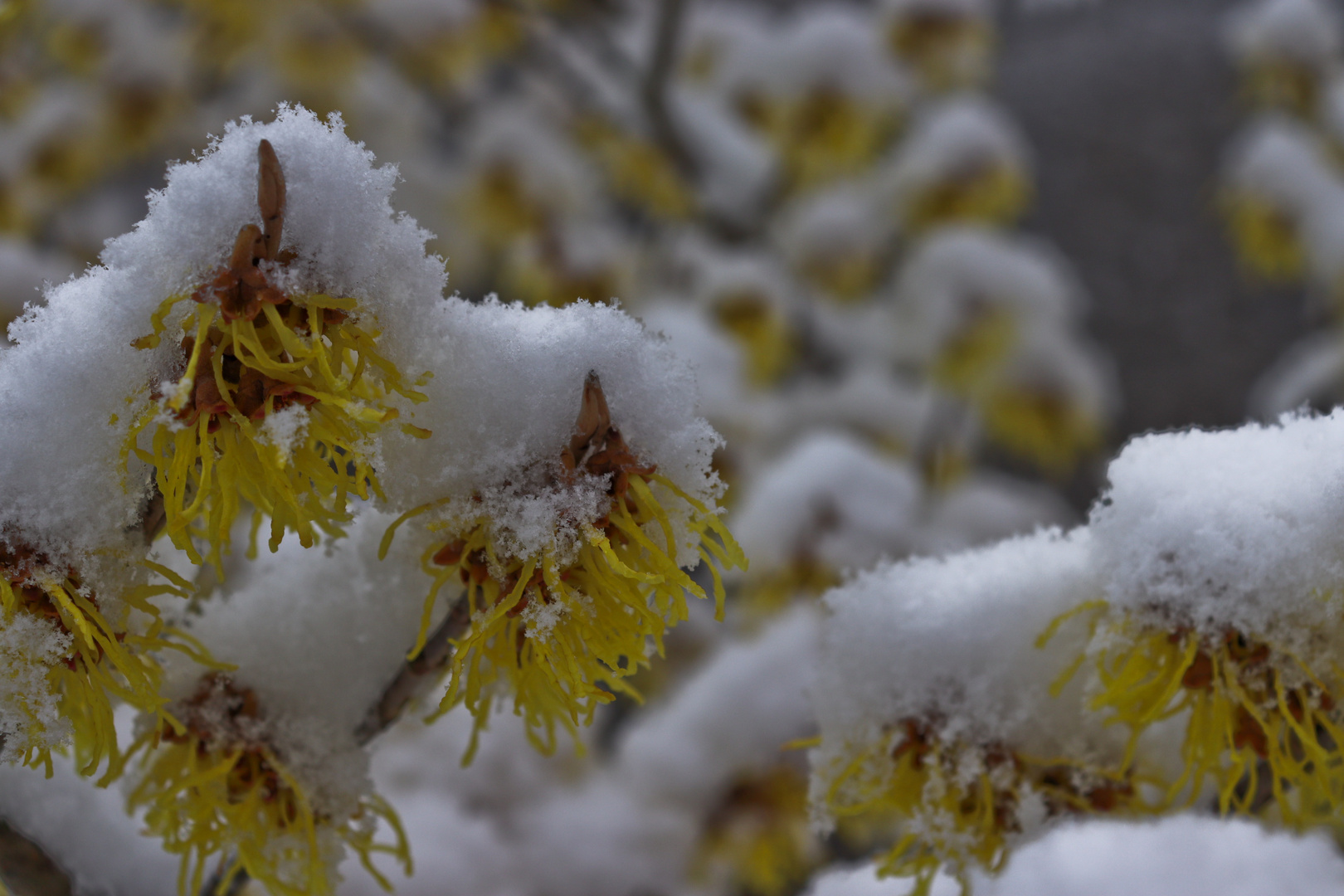 Blüten einer Zaubernuss