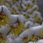 Blüten einer Zaubernuss