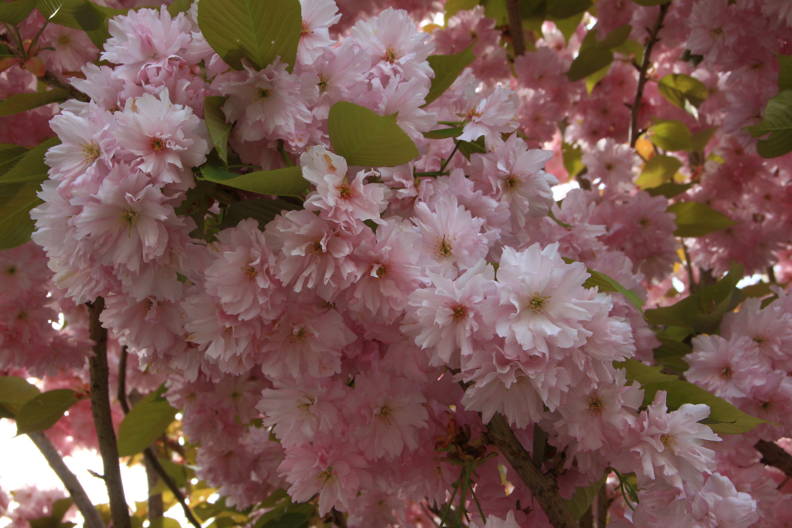 Blüten einer Zierkirsche