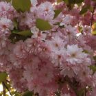 Blüten einer Zierkirsche