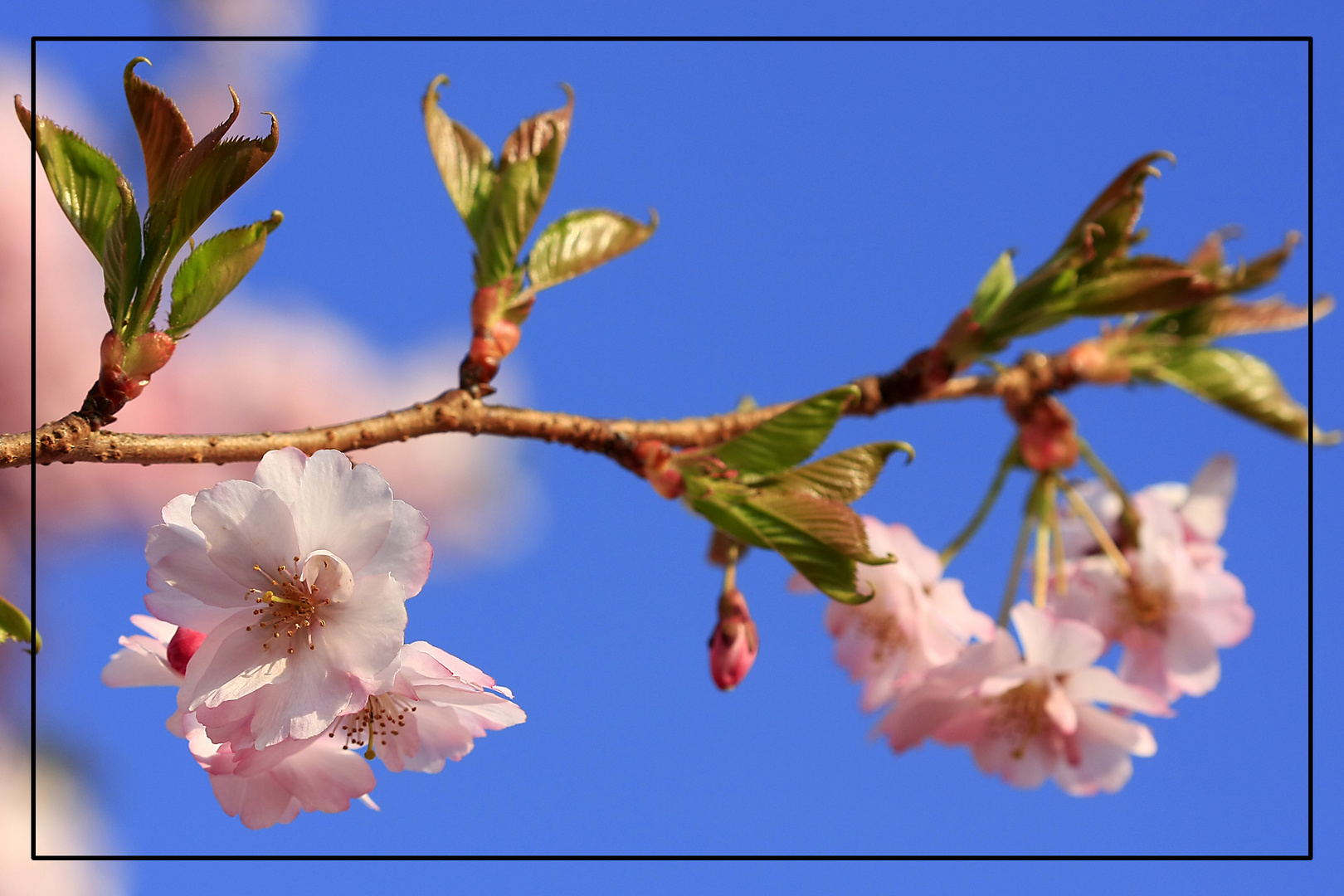 Blüten einer Zierkirsche