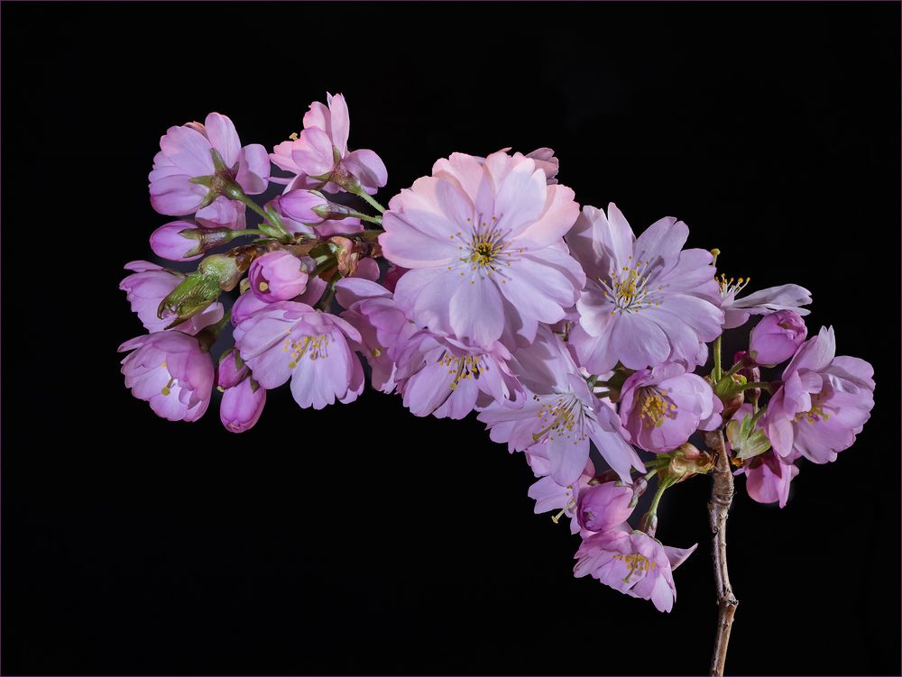 Blüten einer Zierkirsche