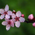 Blüten einer Zierpflaume