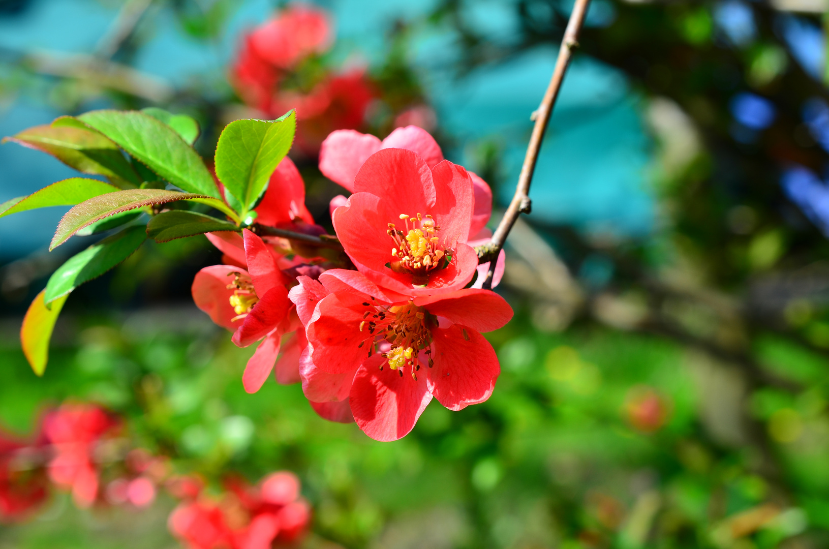 Blüten einer Zierquitte