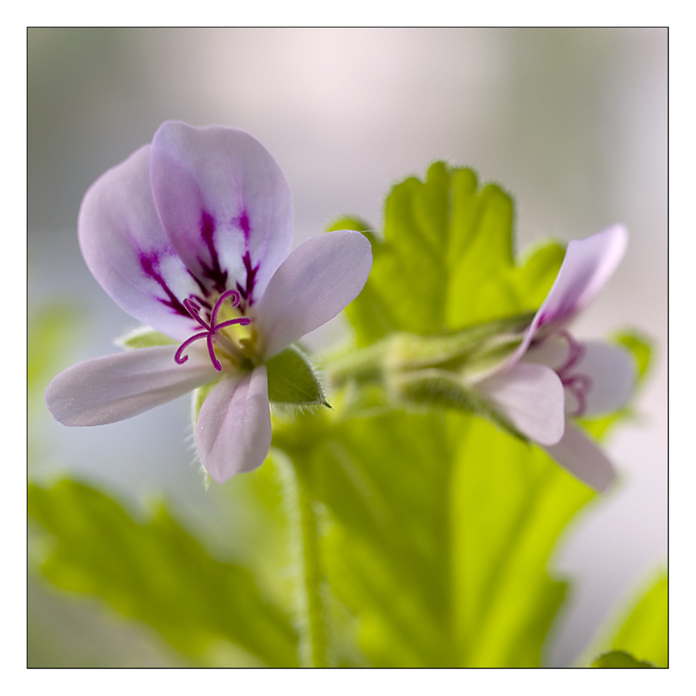 Blüten einer Zitronenmelisse