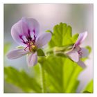 Blüten einer Zitronenmelisse