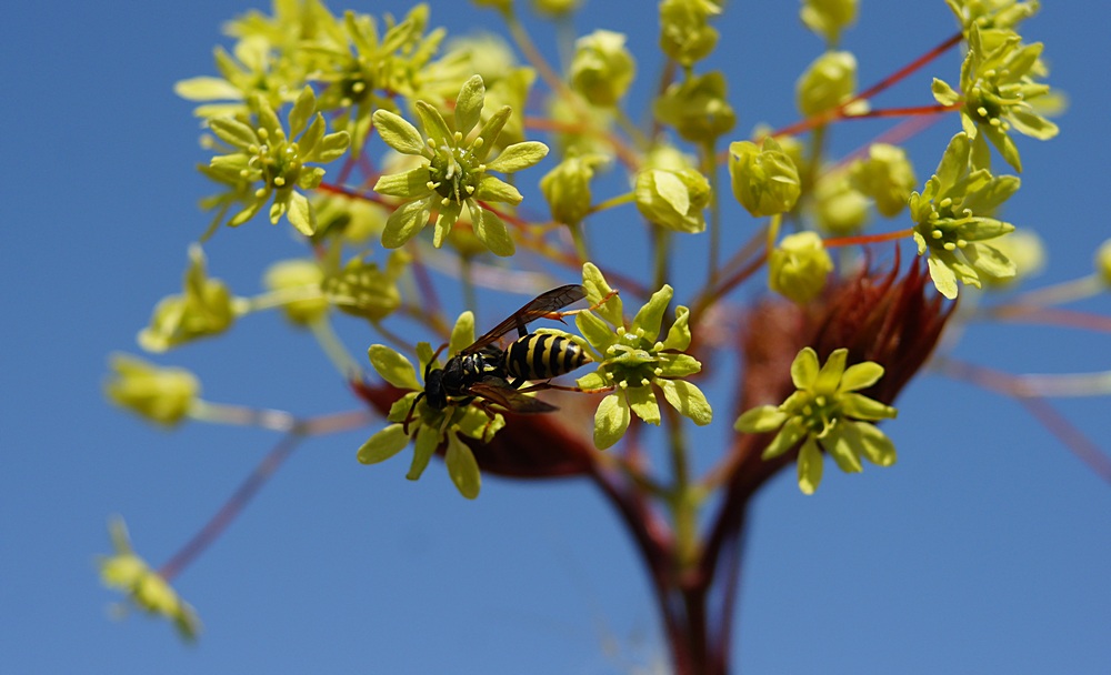 Blüten eines Ahornbaums