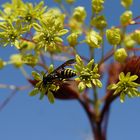 Blüten eines Ahornbaums