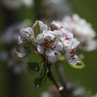 Blüten eines alten Apfelbaumes