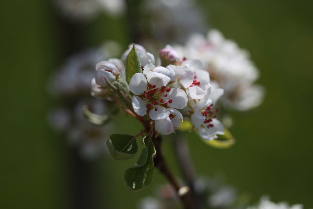 Blüten eines alten Apfelbaumes