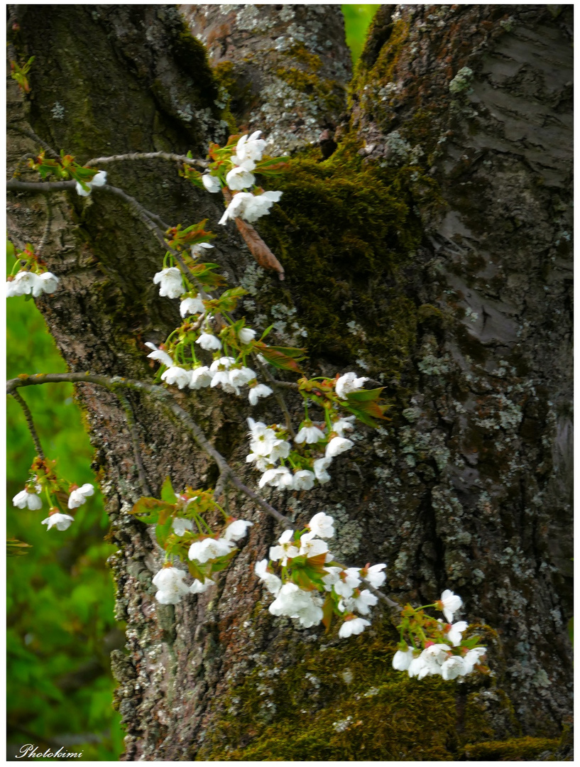 Blüten eines alten Kirschbaums 