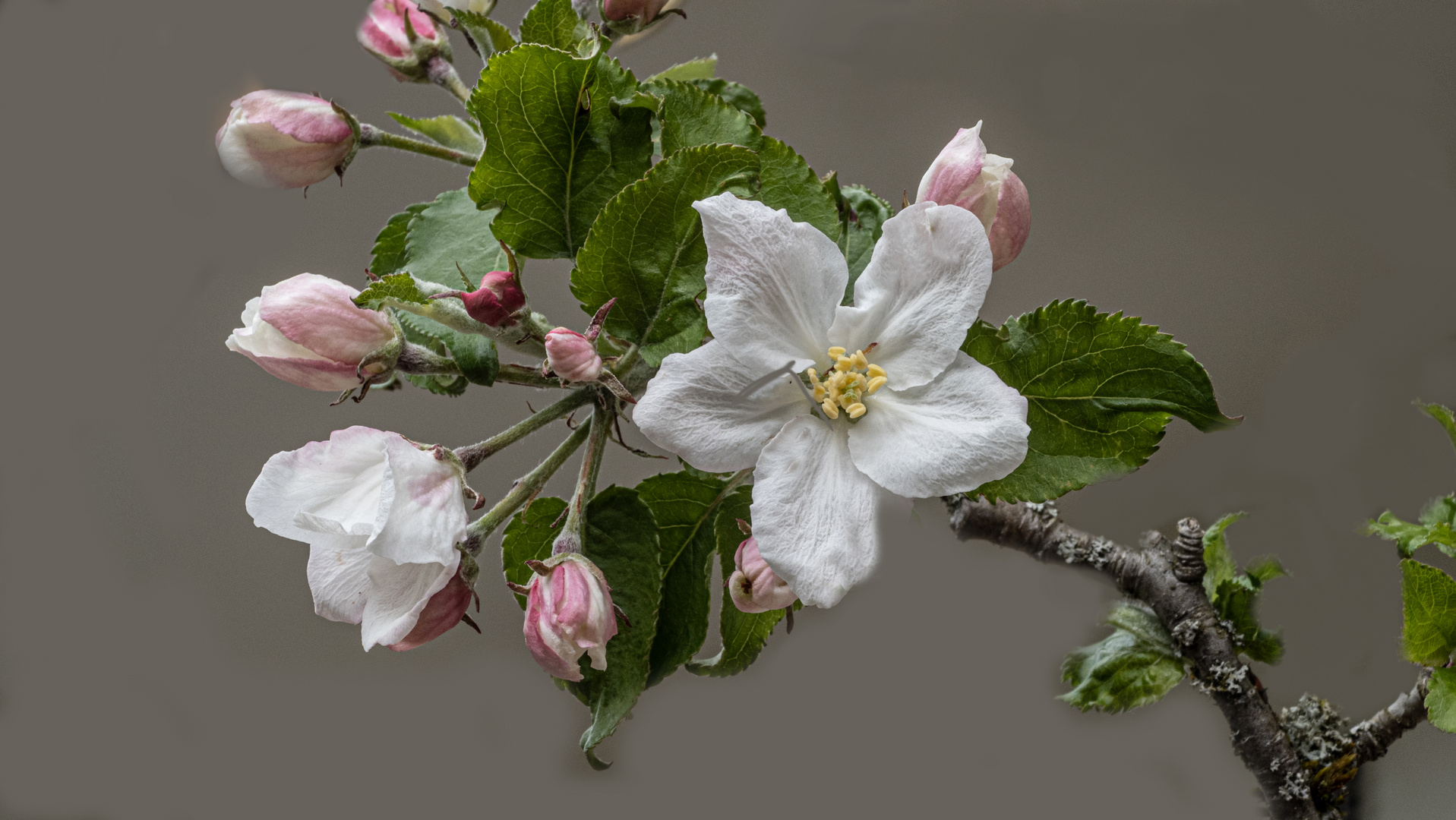 Blüten eines Apfelbaumes