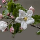 Blüten eines Apfelbaumes