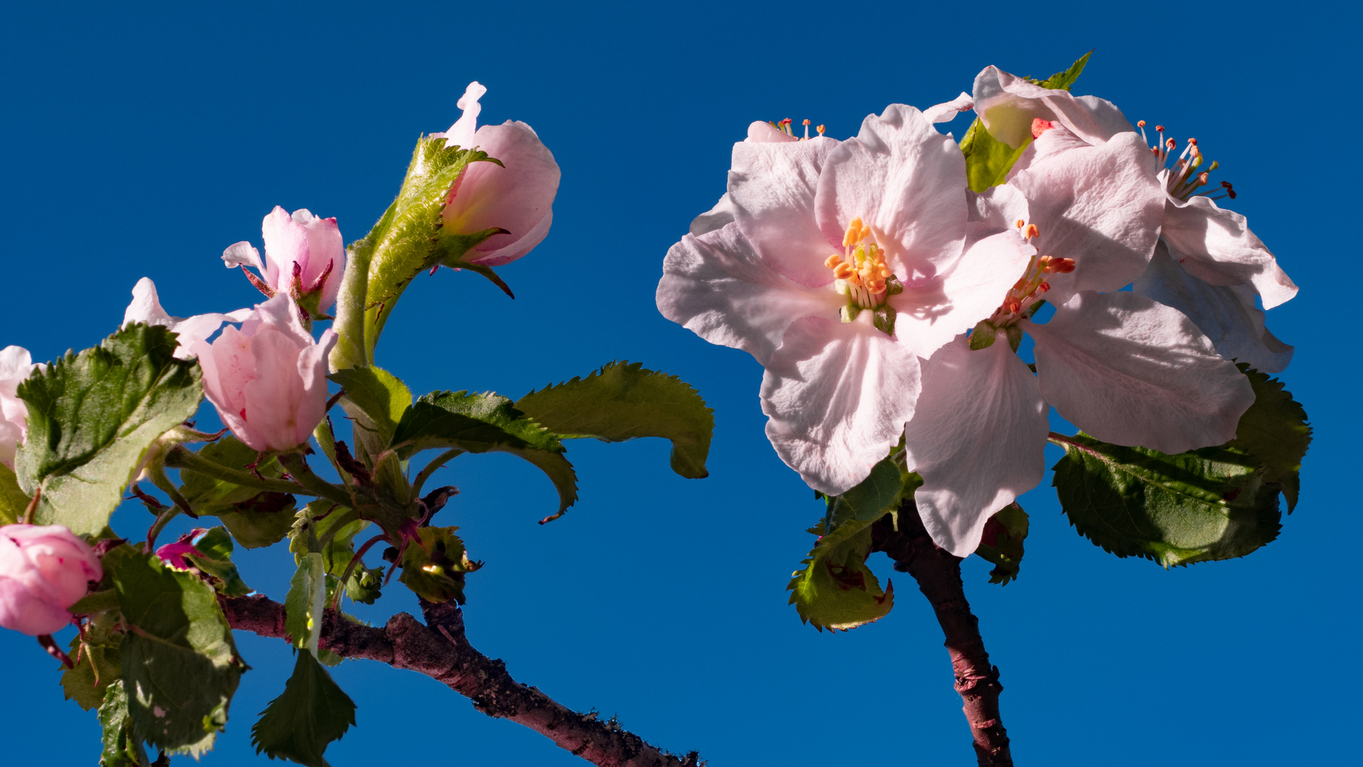 Blüten eines Apfelbaumes im Morgenlicht