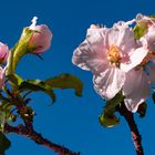 Blüten eines Apfelbaumes im Morgenlicht