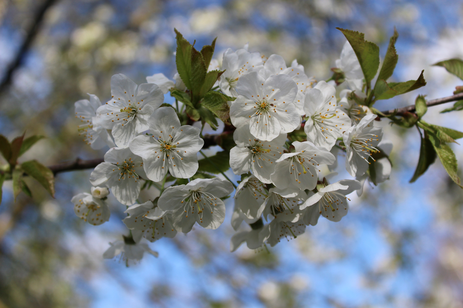 Blüten eines Baumes