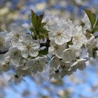 Blüten eines Baumes