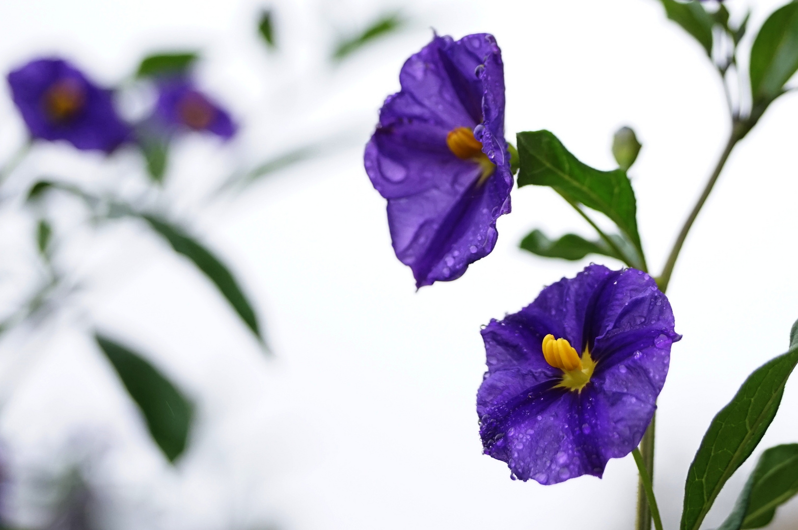 Blüten eines Enzianbäumchen