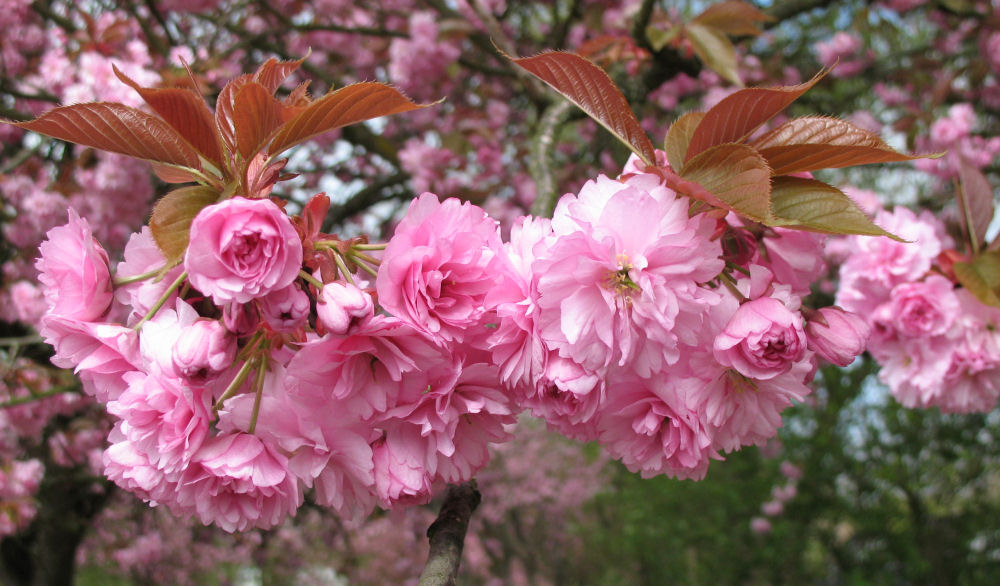 Blüten eines japanischen Kirschbaumes