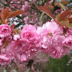 Blüten eines japanischen Kirschbaumes