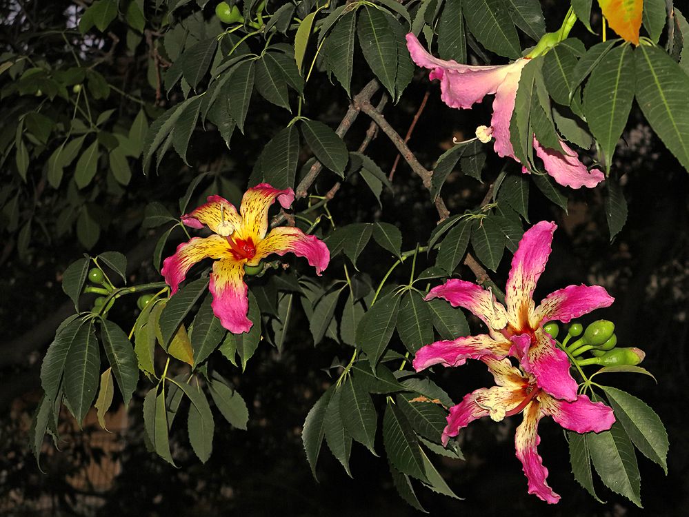 Blüten eines Kapok-Baumes / Fiori di un albero cottone (bombacaceae) (1)