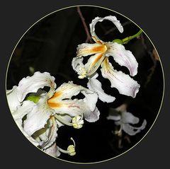 Blüten eines Kapok-Baumes / Fiori di un albero cottone (bombacaceae) (2)