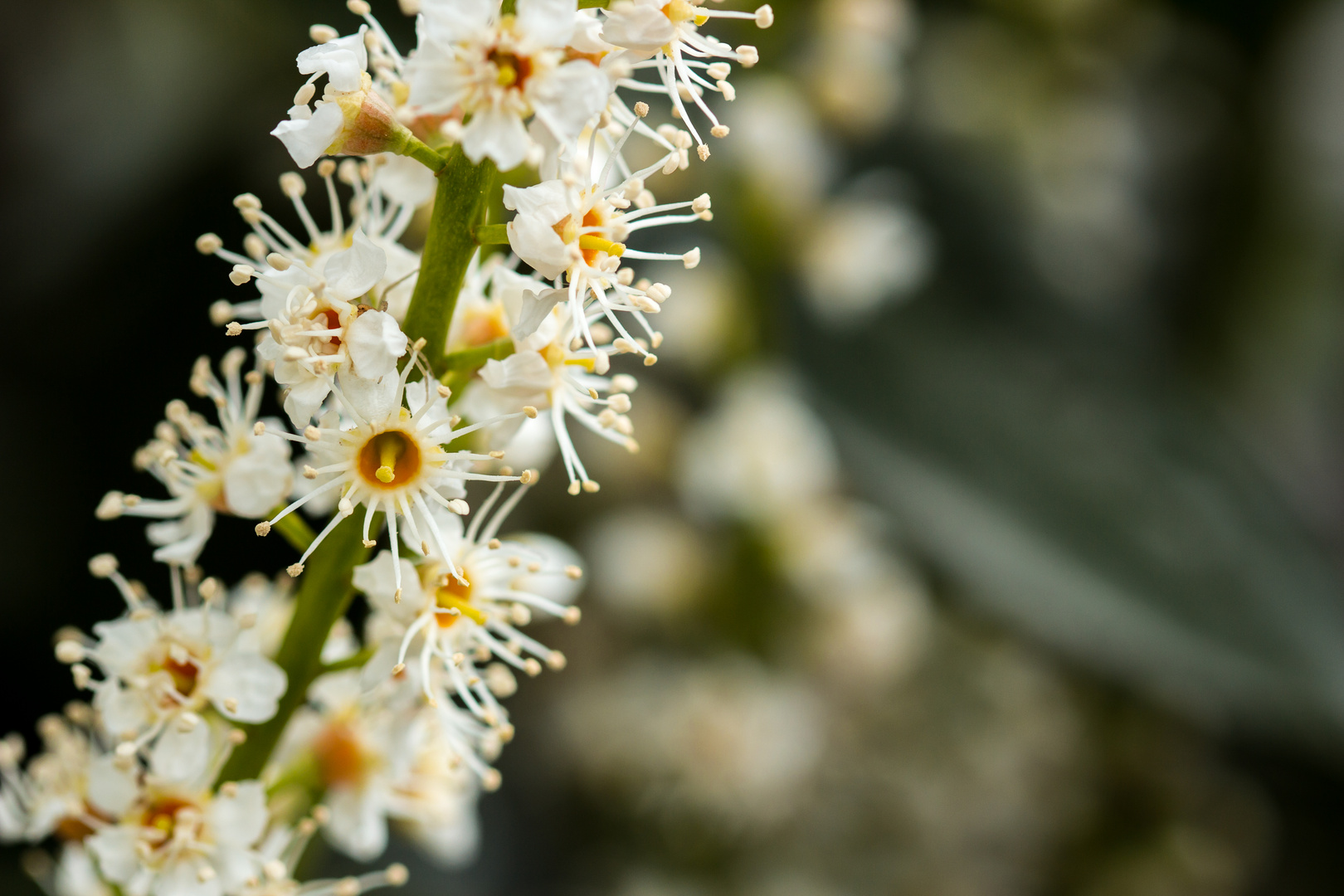 Blüten eines Kirschlorbeerstrauches