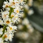 Blüten eines Kirschlorbeerstrauches