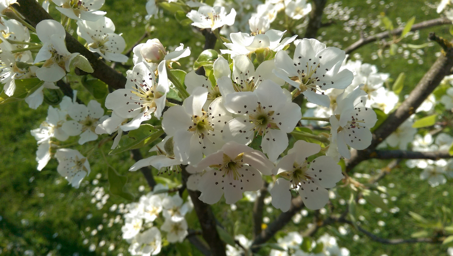 Blüten eines Pfirsichbäumchens