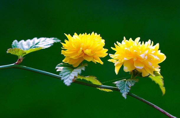 Blüten eines Ranunkelstrauches