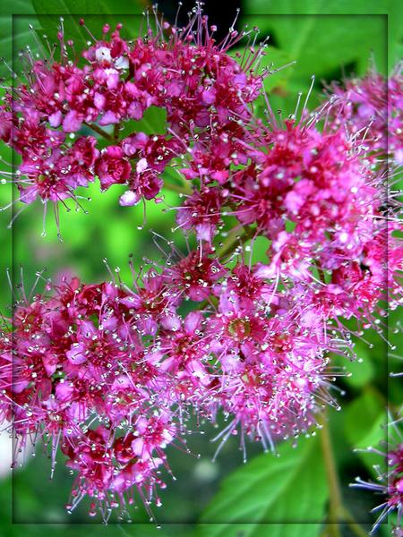 Blüten eines Spierstrauches.