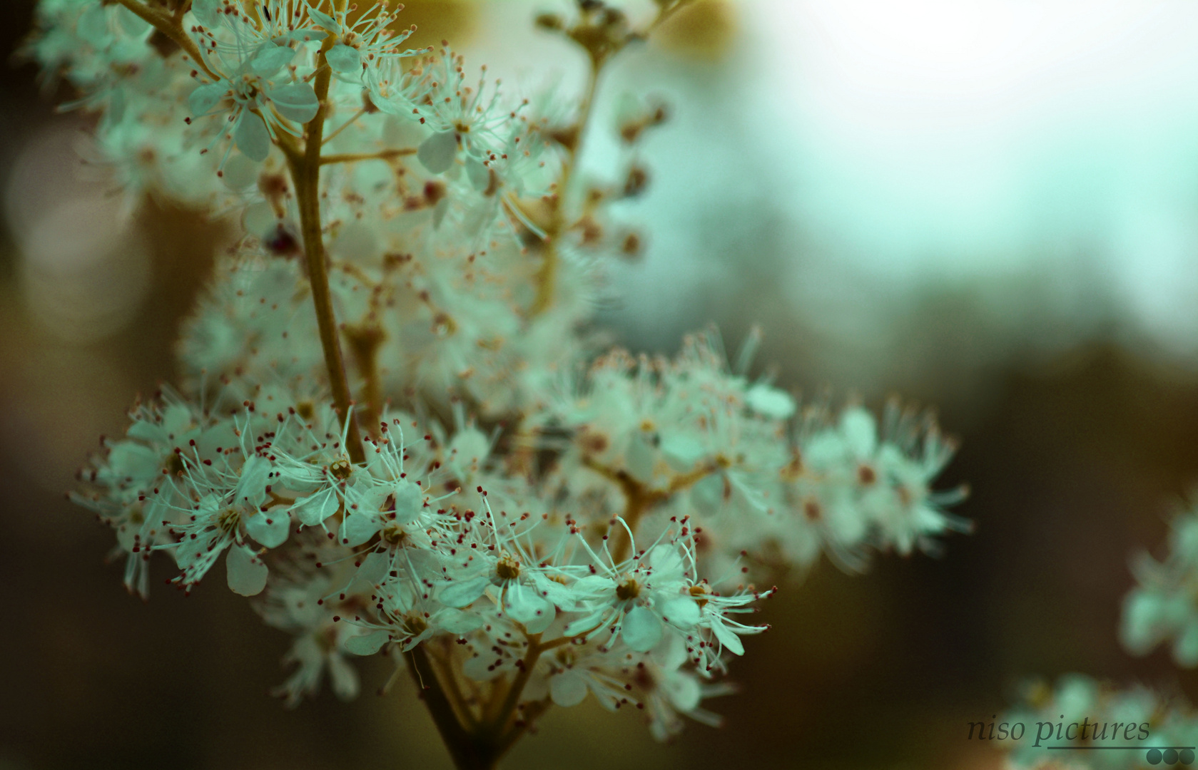 Blüten eines Strauches