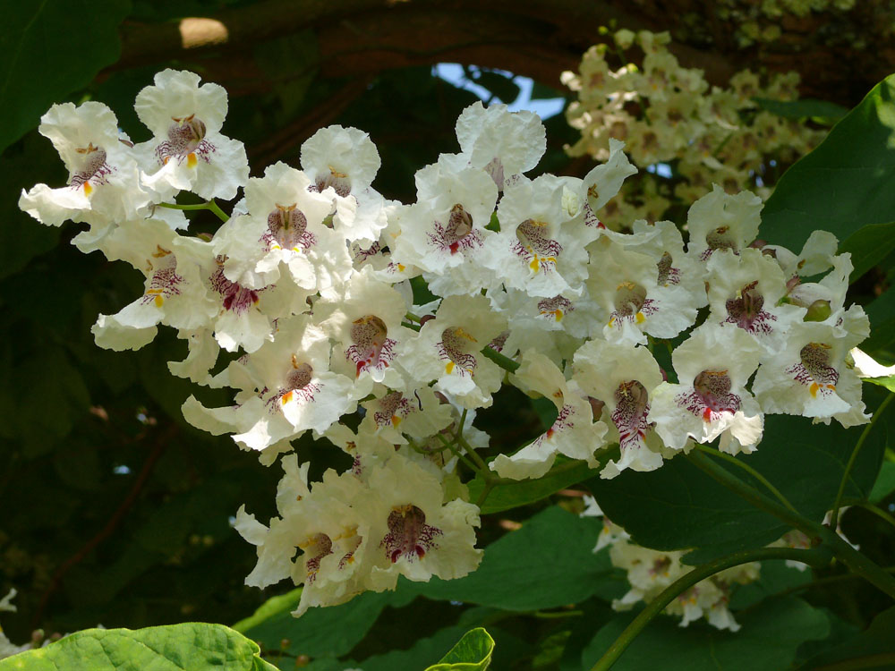 Blüten eines Trompetenbaums CATALPA