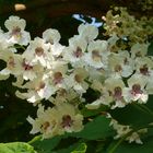 Blüten eines Trompetenbaums CATALPA