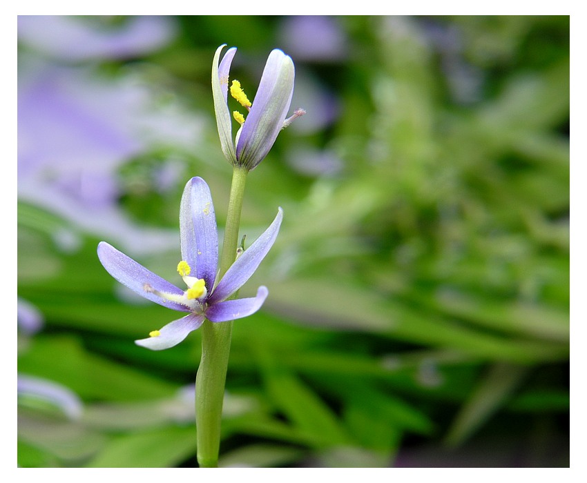 Blüten eines Trugkölbchens