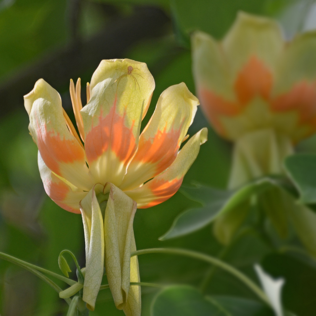 Blüten eines Tulpenbaums