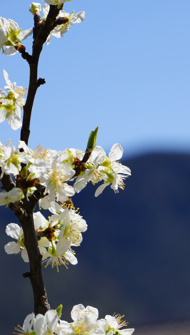 Blüten eines Zwetschgenbaum