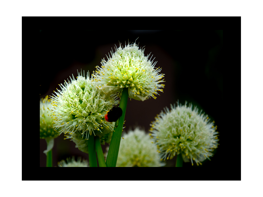 Blüten eines Zwiebelgewächses