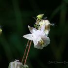 Blüten einfach so... hier, eine Akelei!