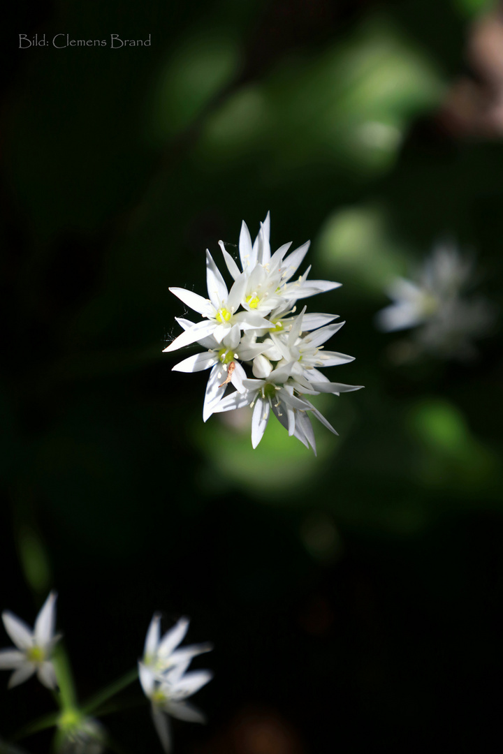 Blüten einfach so...II Bärlauch