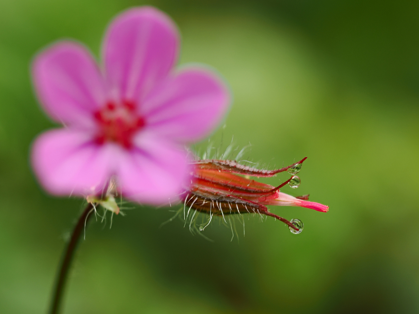 Blüten entwicklung