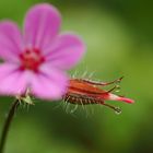 Blüten entwicklung