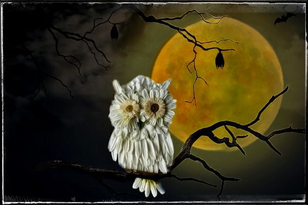 Blüten-Eule "Hedwig"