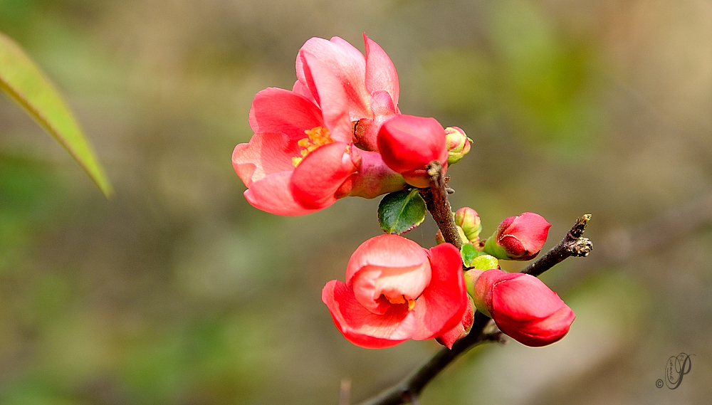 Blüten