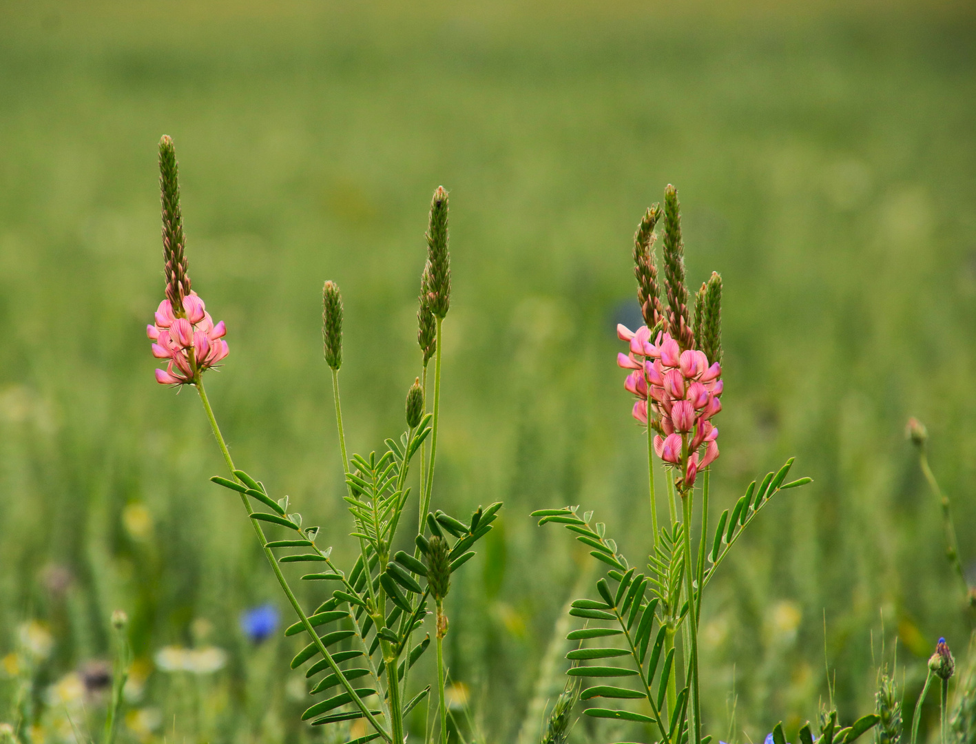 Blüten 