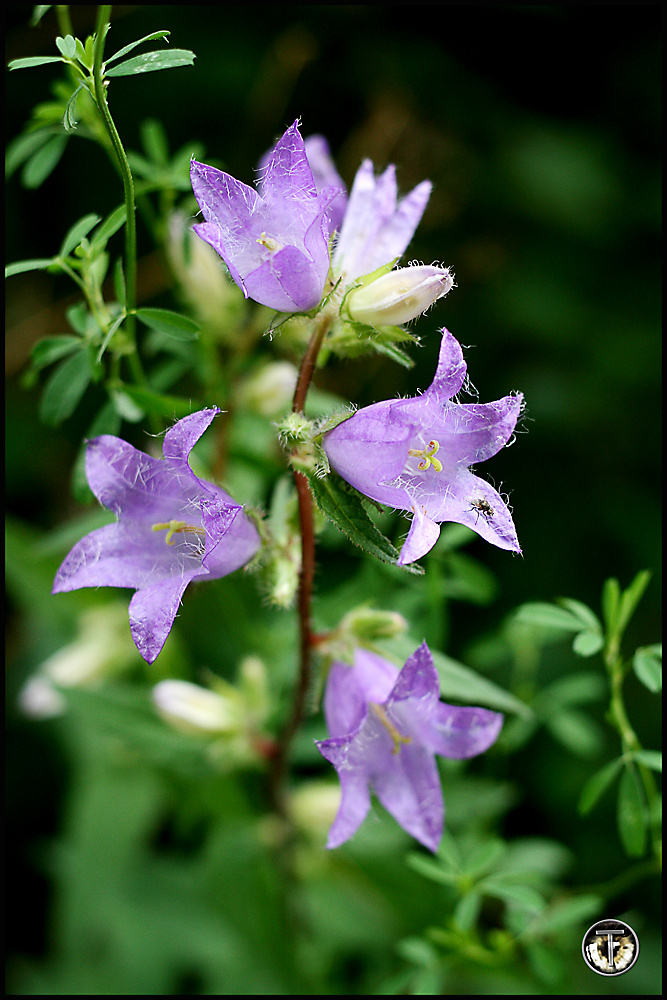 Blüten