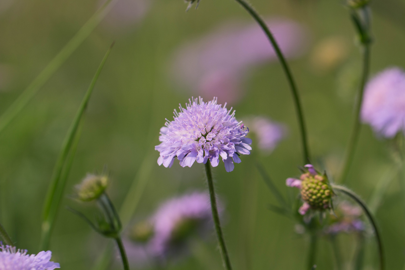 Blüten 