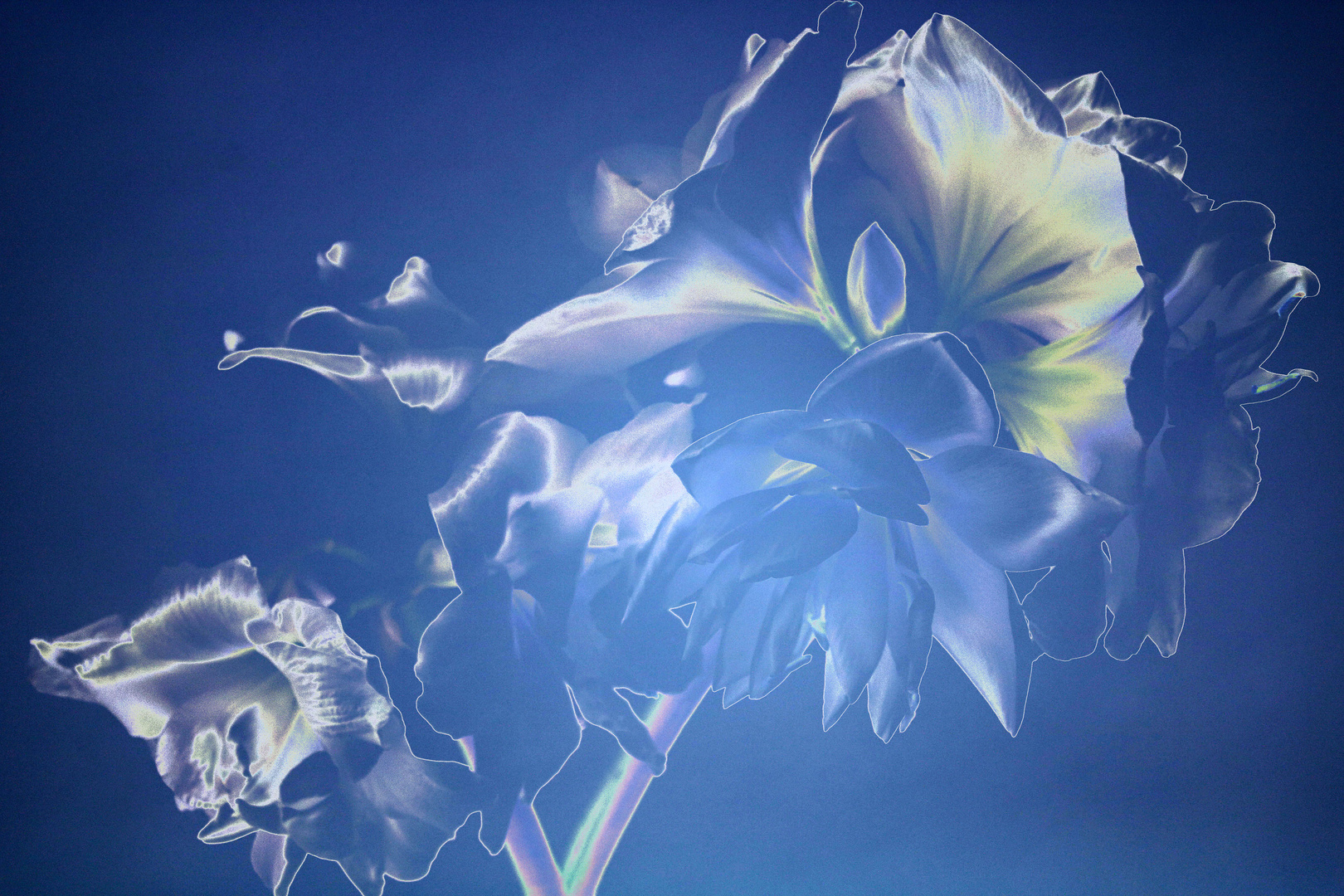 Blüten farblich Verändert Foto & Bild | modern - abstrakt, projekte ...