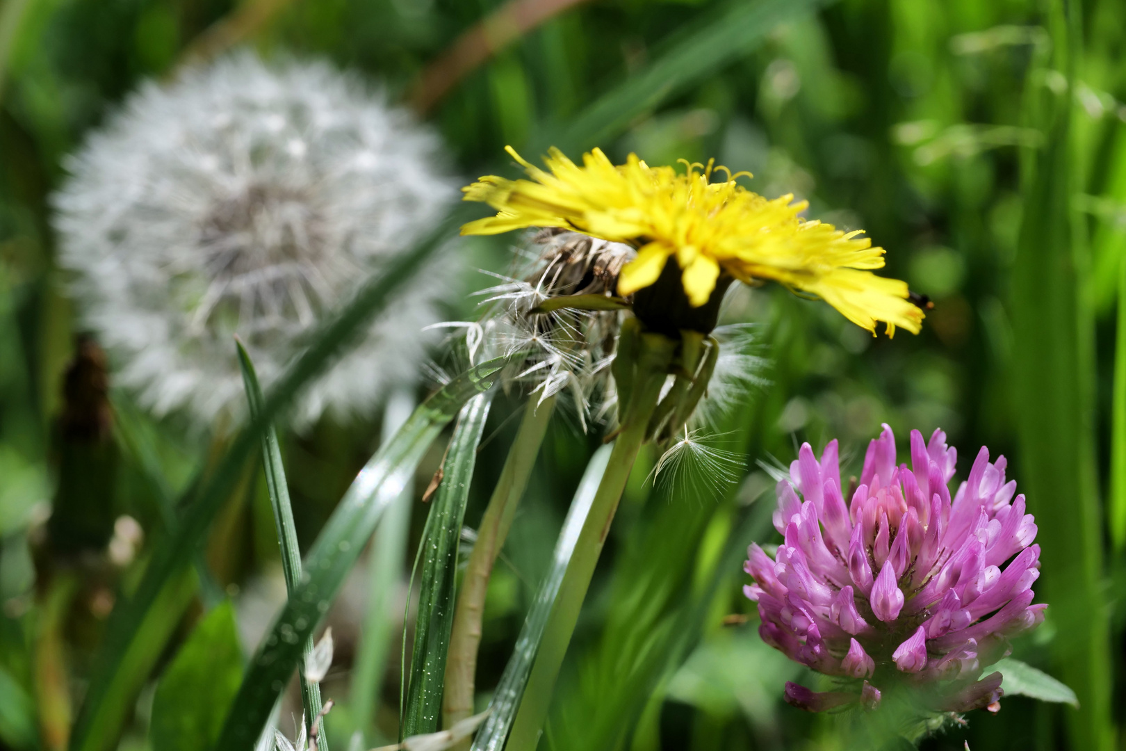 Blüten